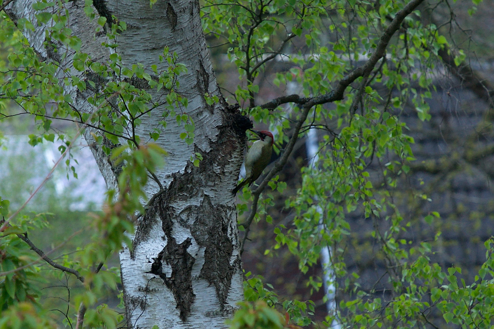 20200428 Gruensprecht 007