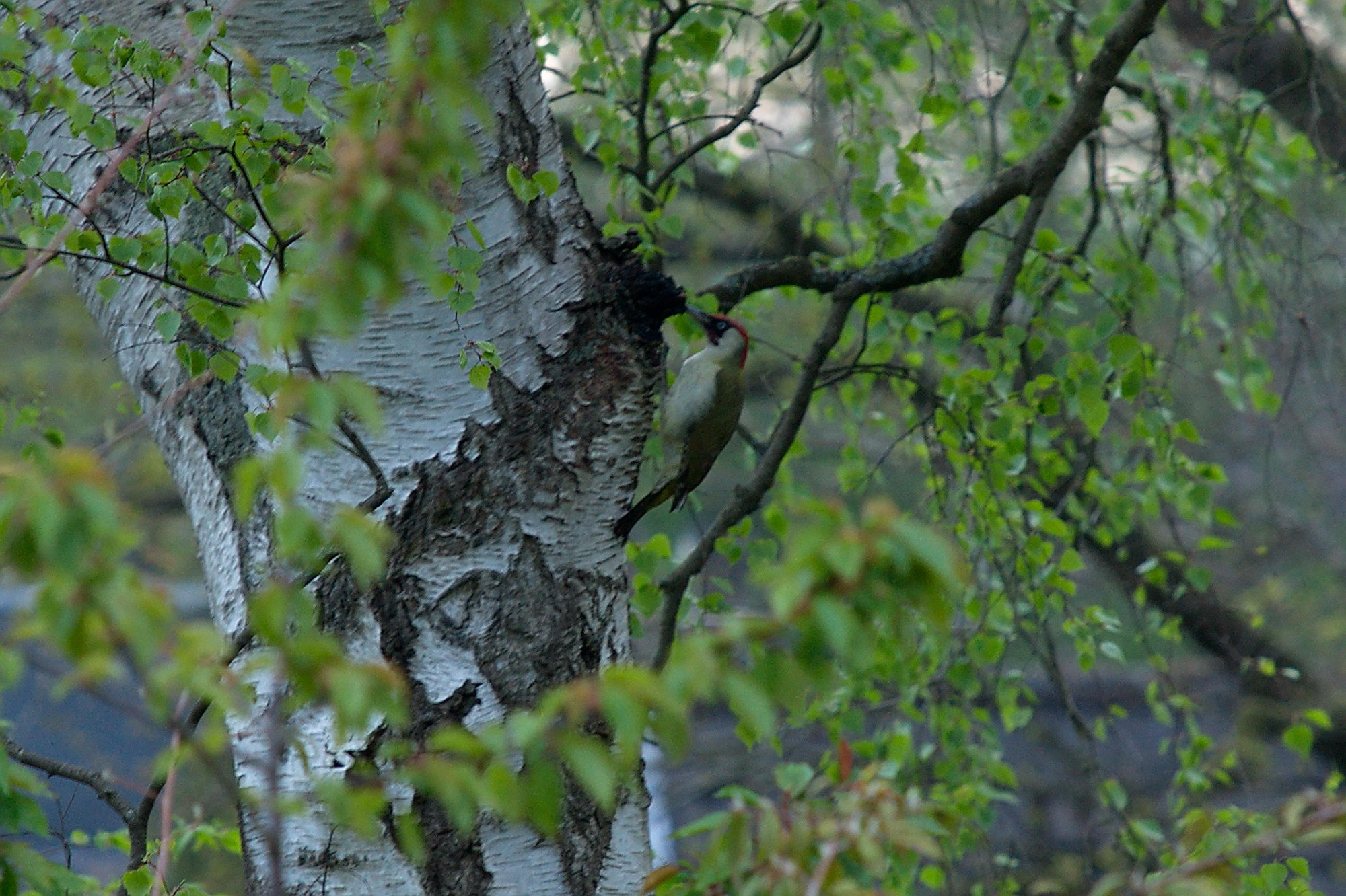 20200428 Gruensprecht 010