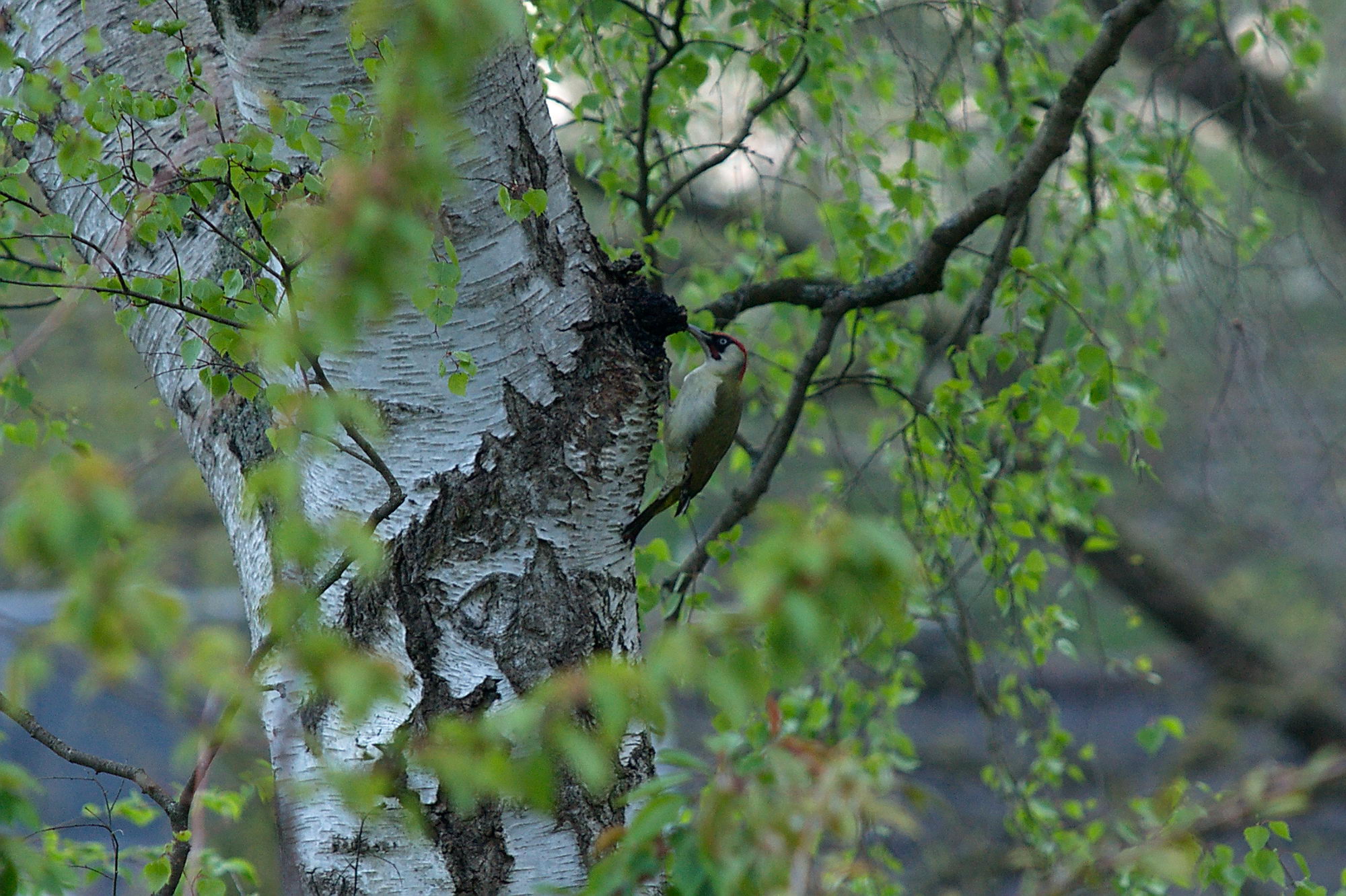 20200428 Gruensprecht 013