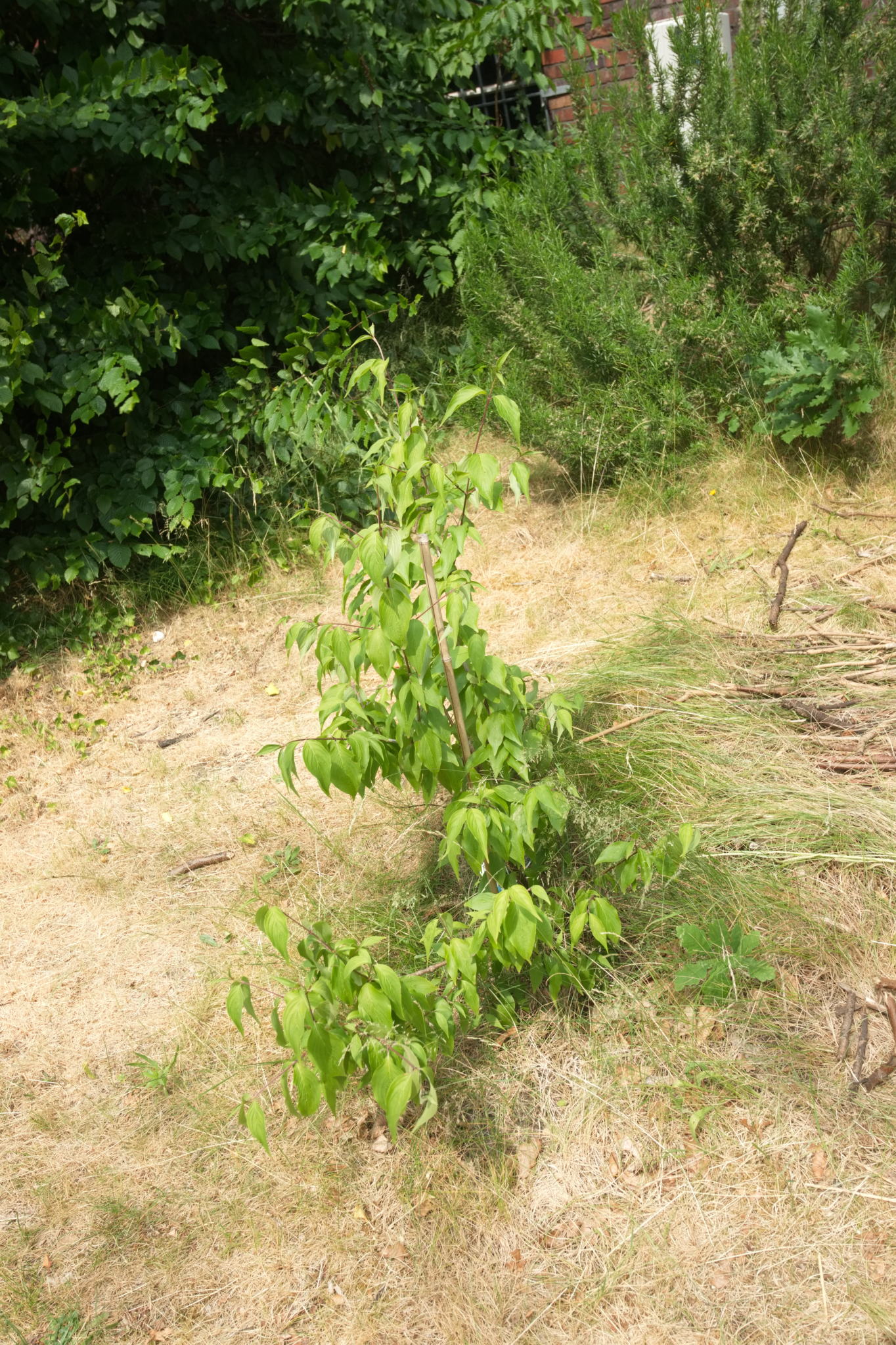 20230619 Gruen(t)raum Heimfeld 008