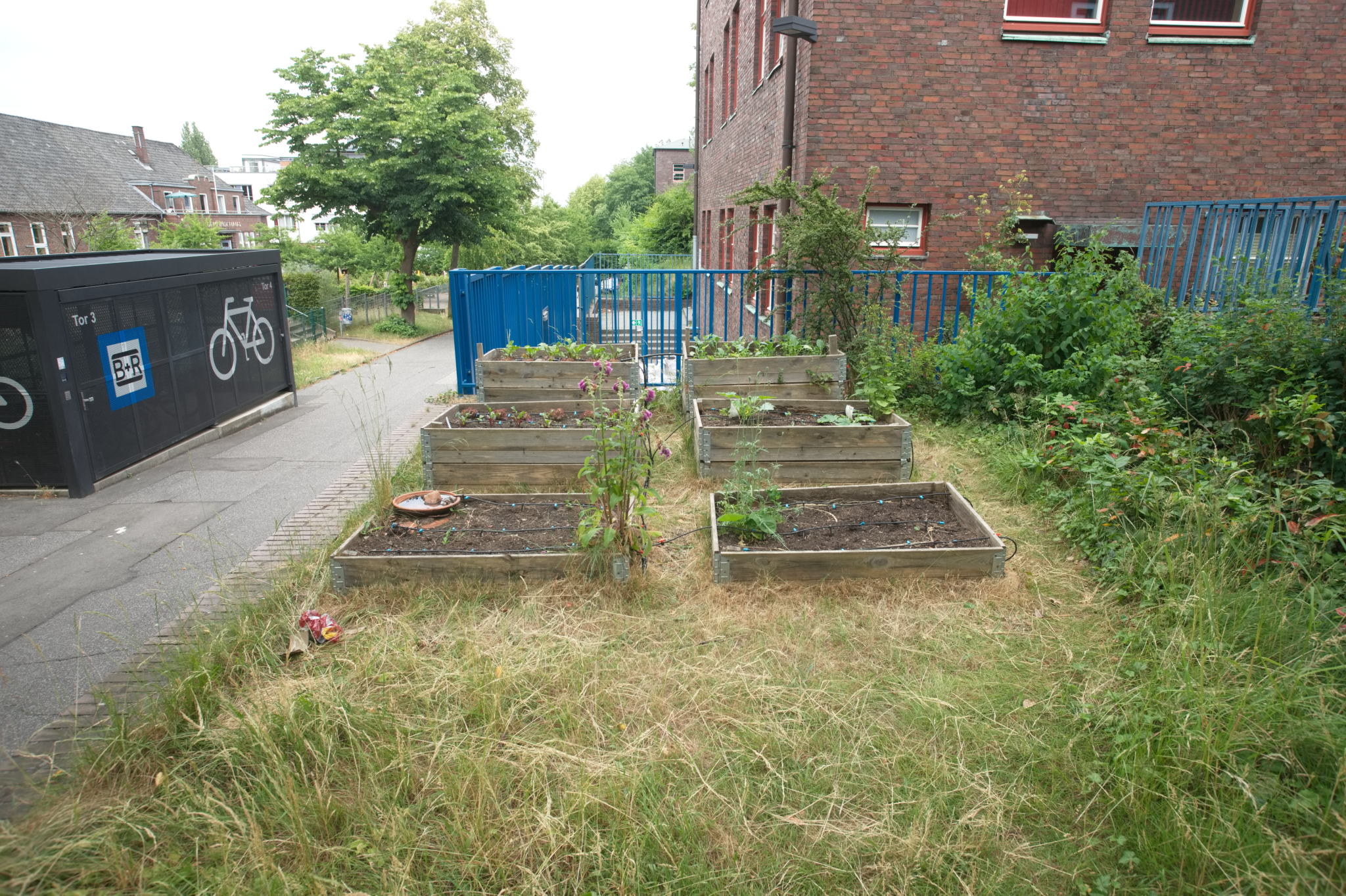 20230619 Gruen(t)raum Heimfeld 010