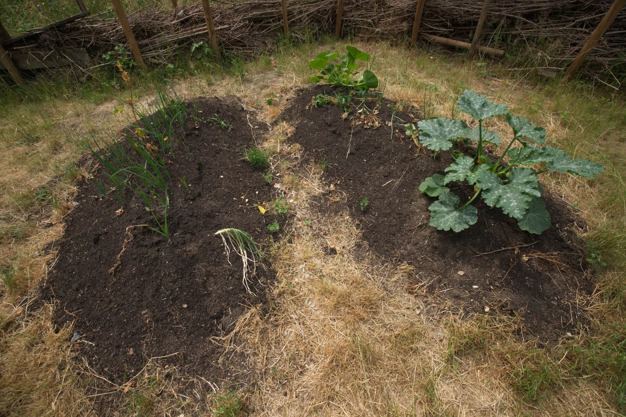 20230619 Gruen(t)raum Heimfeld 020