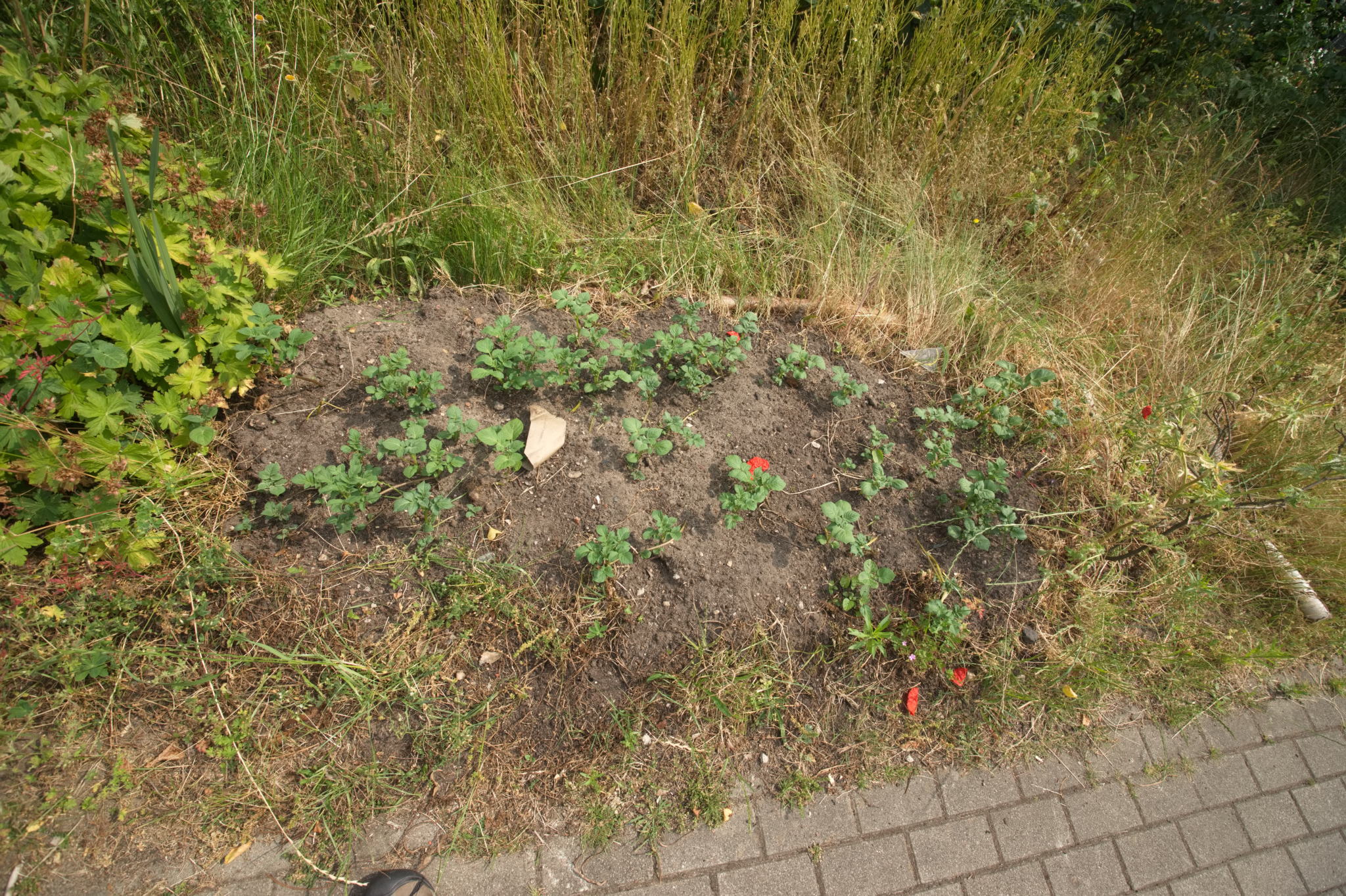 20230619 Gruen(t)raum Heimfeld 025