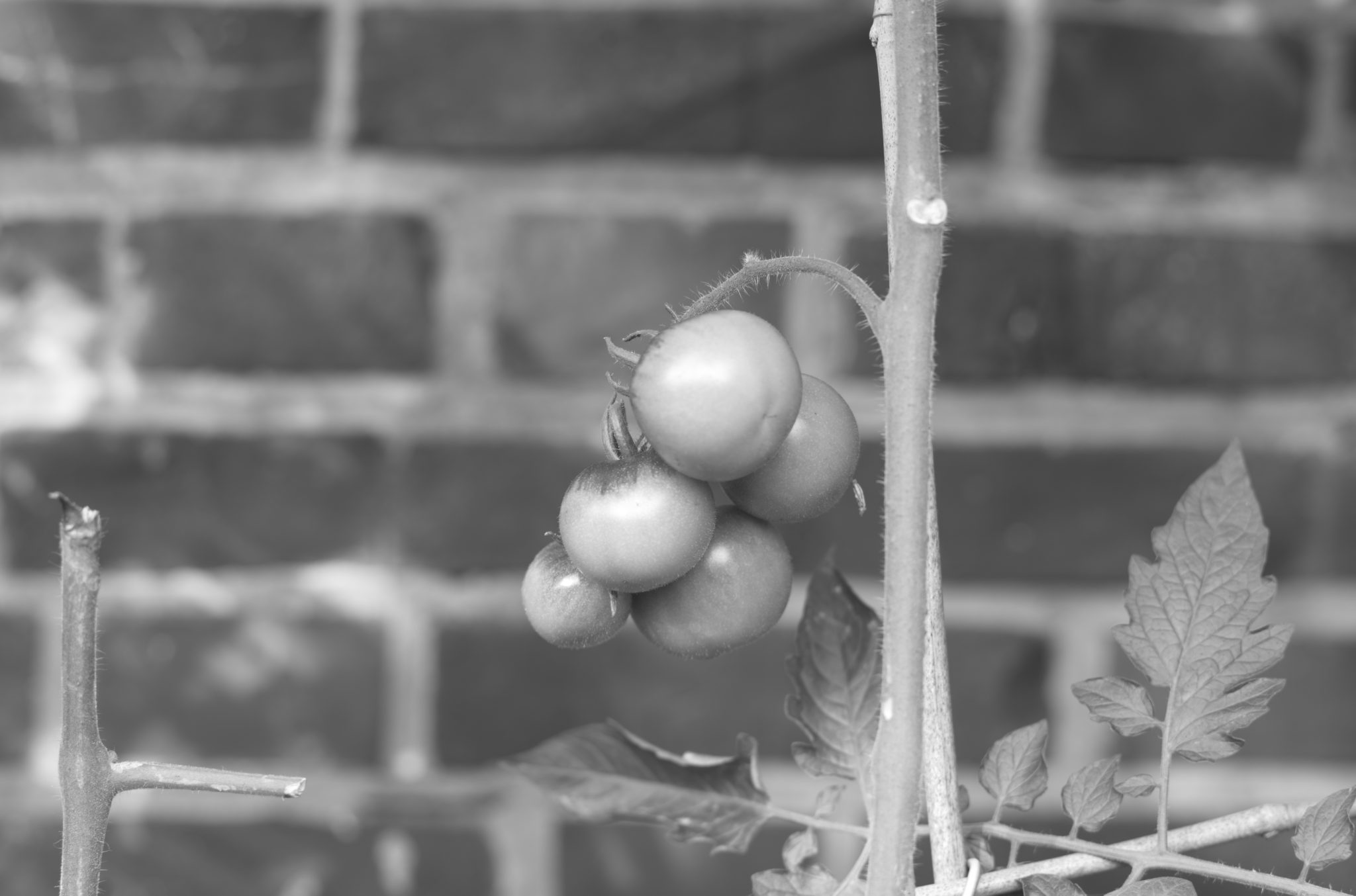 20210808 Gruen(t)raum Heimfeld 00