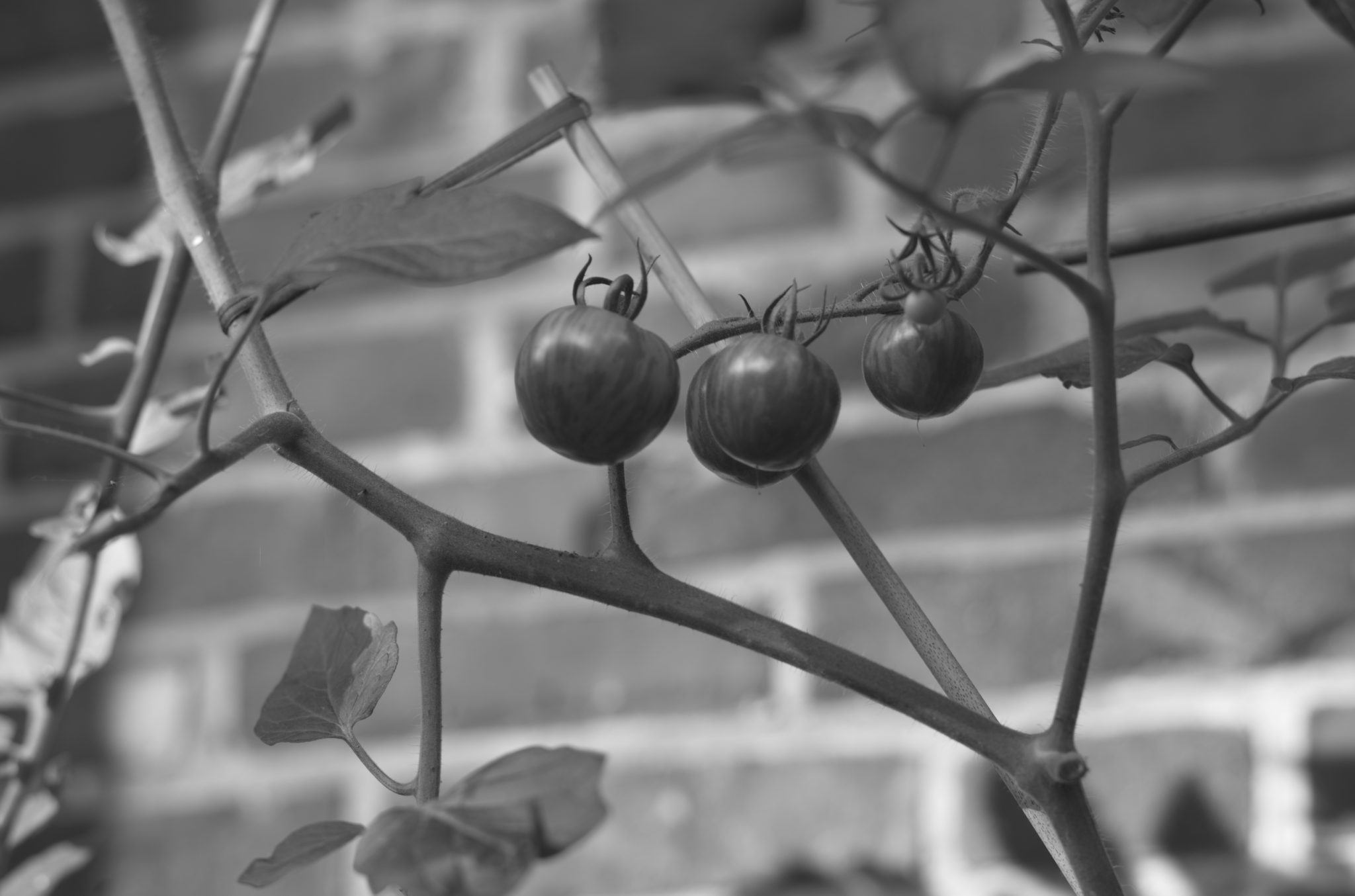 20210808 Gruen(t)raum Heimfeld 01