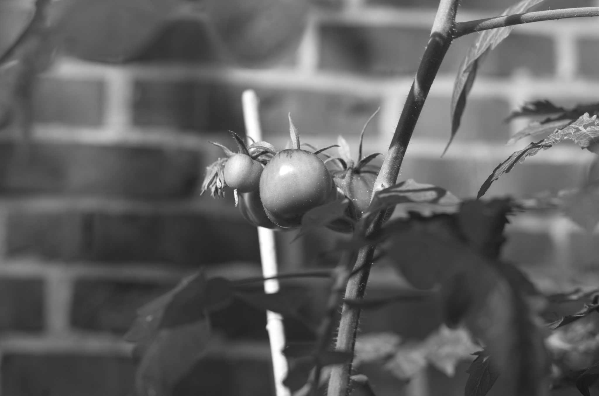 20210808 Gruen(t)raum Heimfeld 02