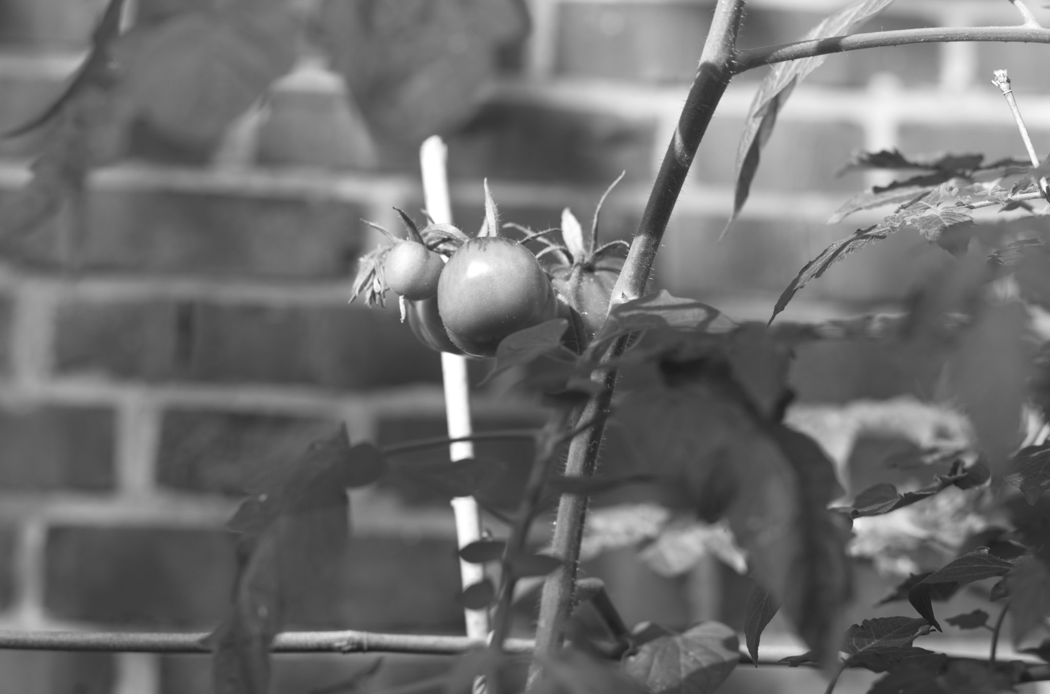 20210808 Gruen(t)raum Heimfeld 03