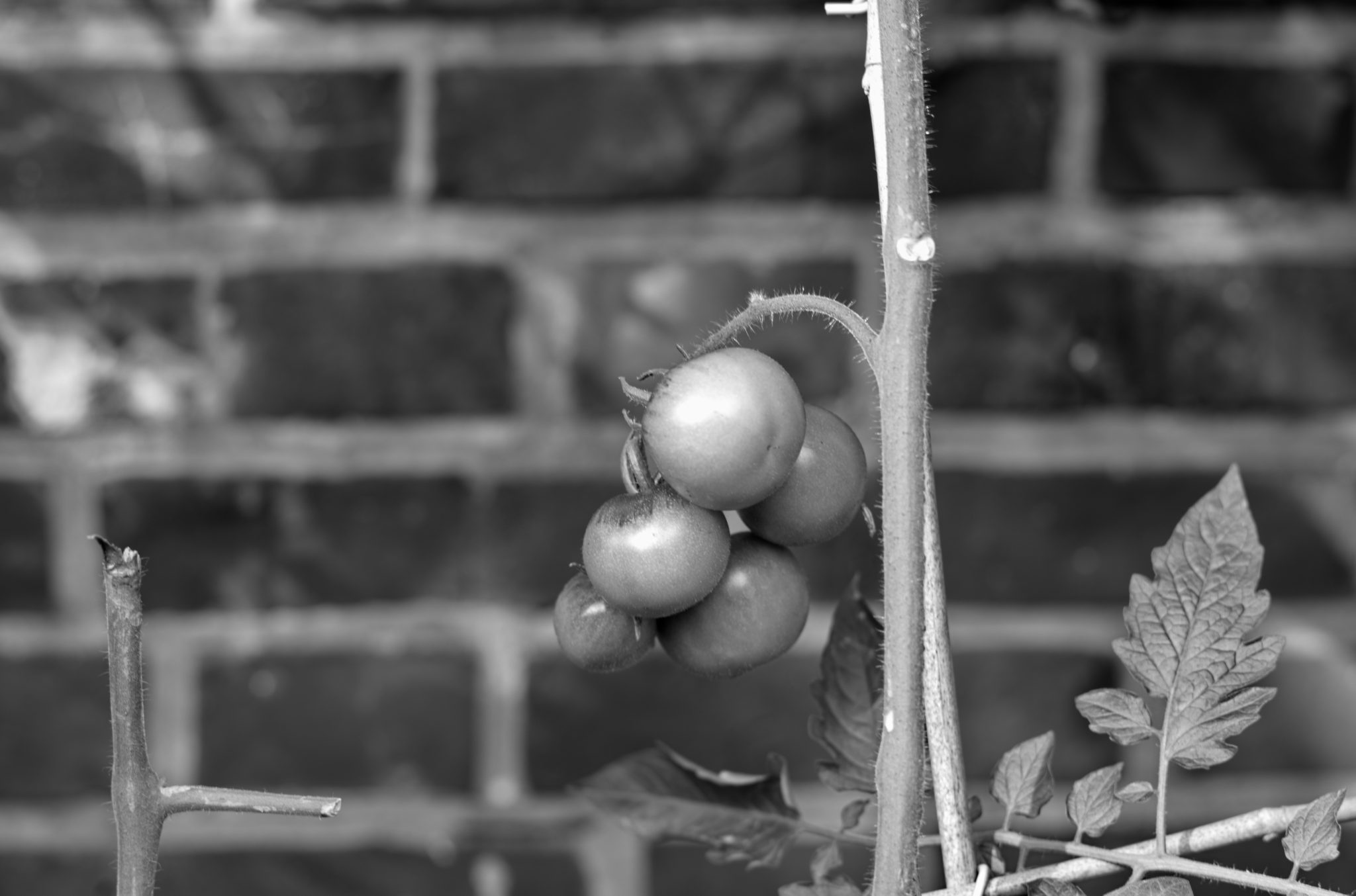 20210808 Gruen(t)raum Heimfeld 04