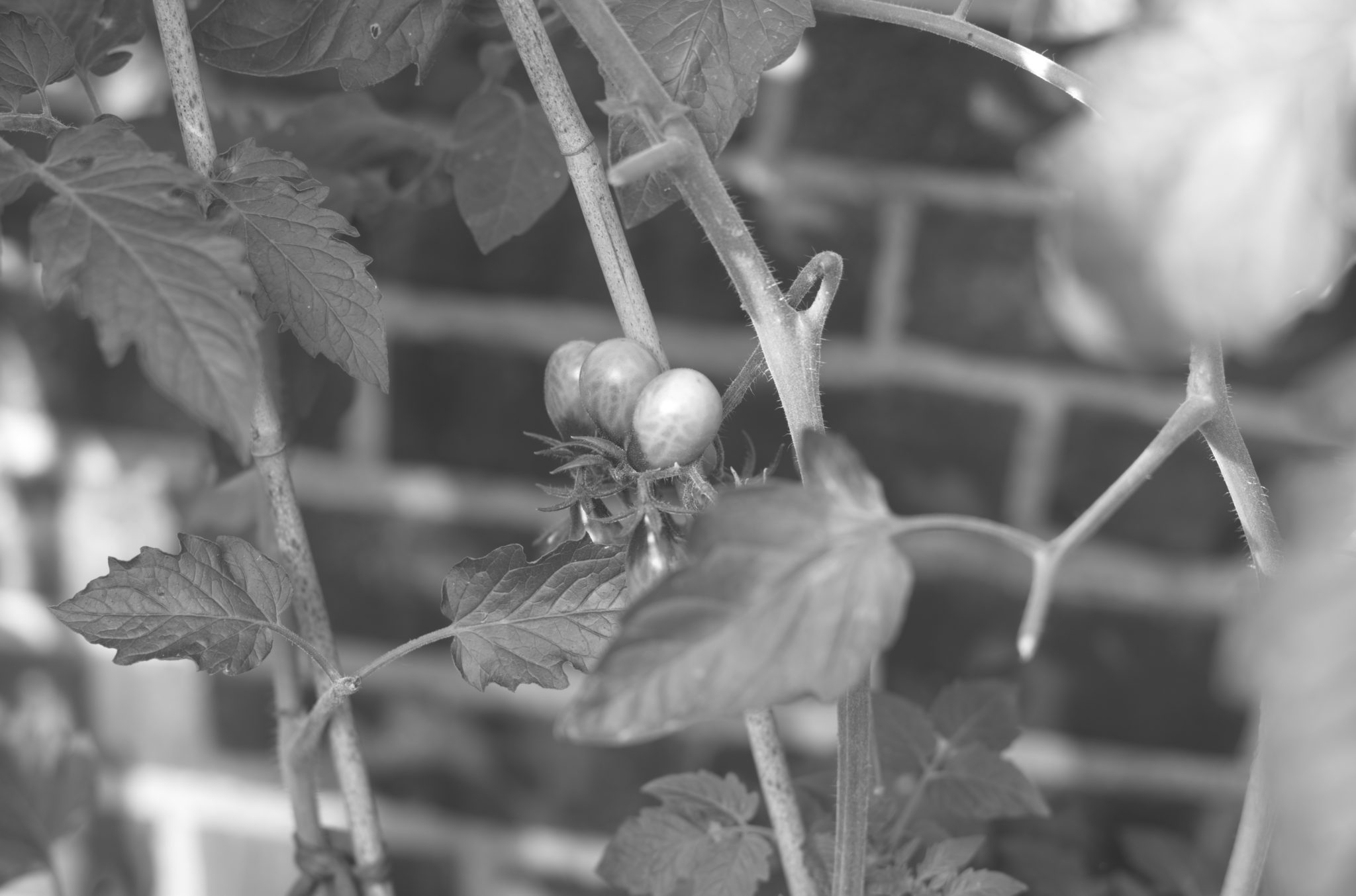 20210808 Gruen(t)raum Heimfeld 05