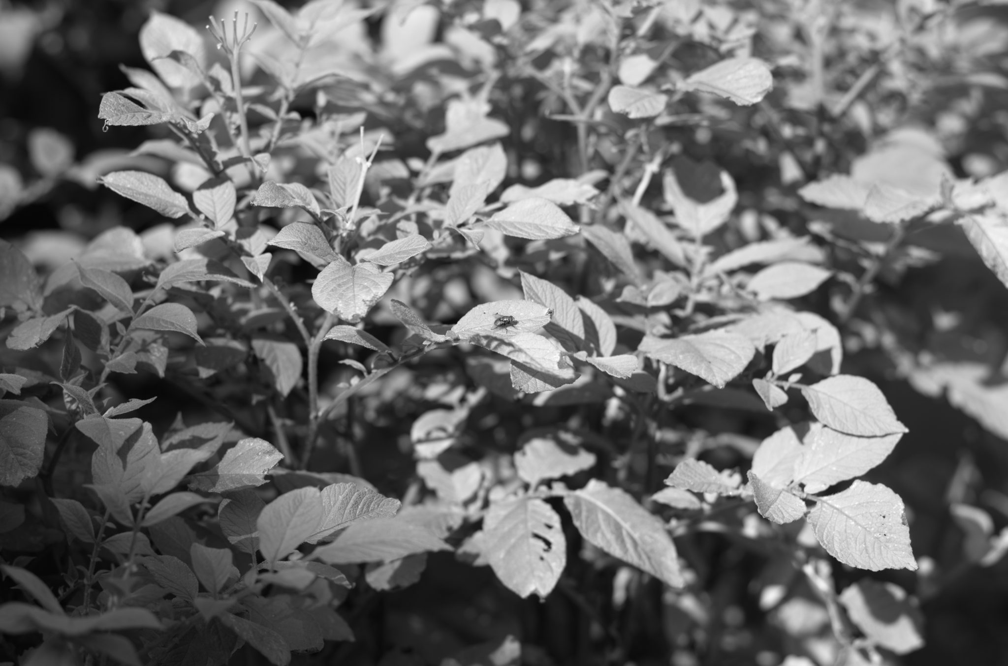 20210808 Gruen(t)raum Heimfeld 06