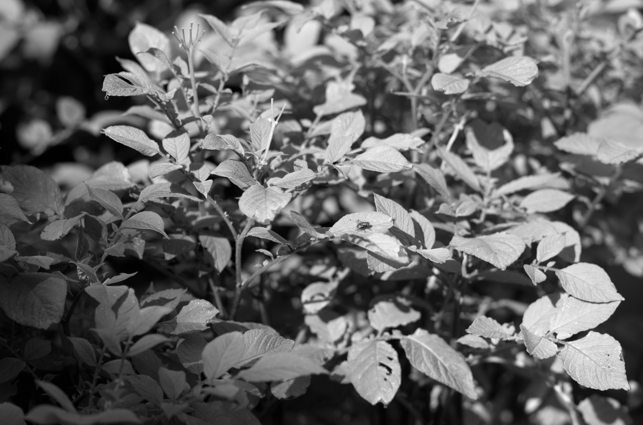 20210808 Gruen(t)raum Heimfeld 07