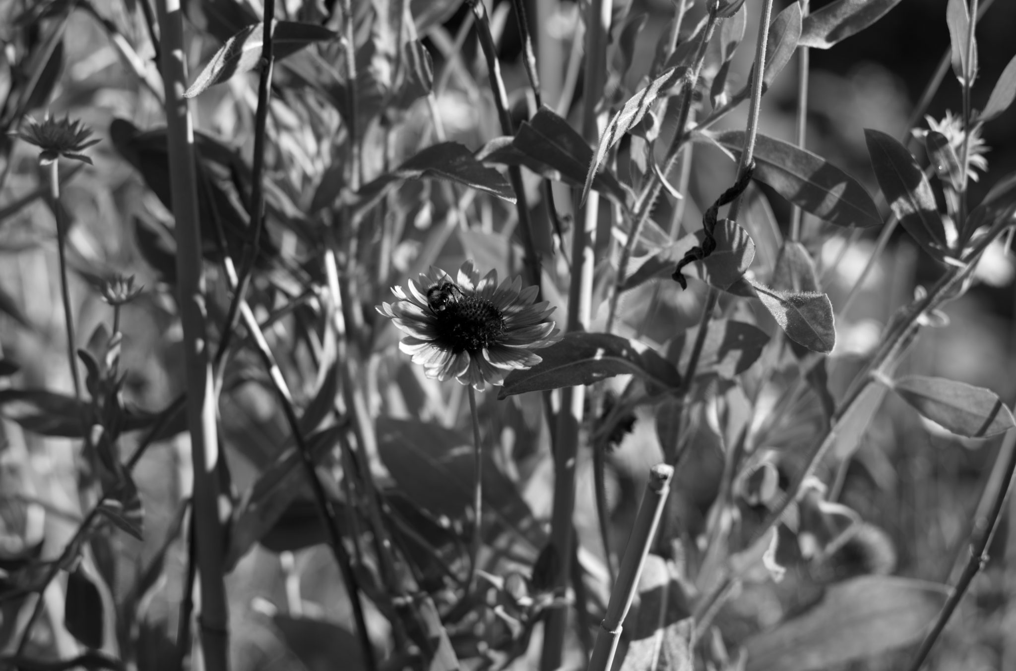 20210808 Gruen(t)raum Heimfeld 10