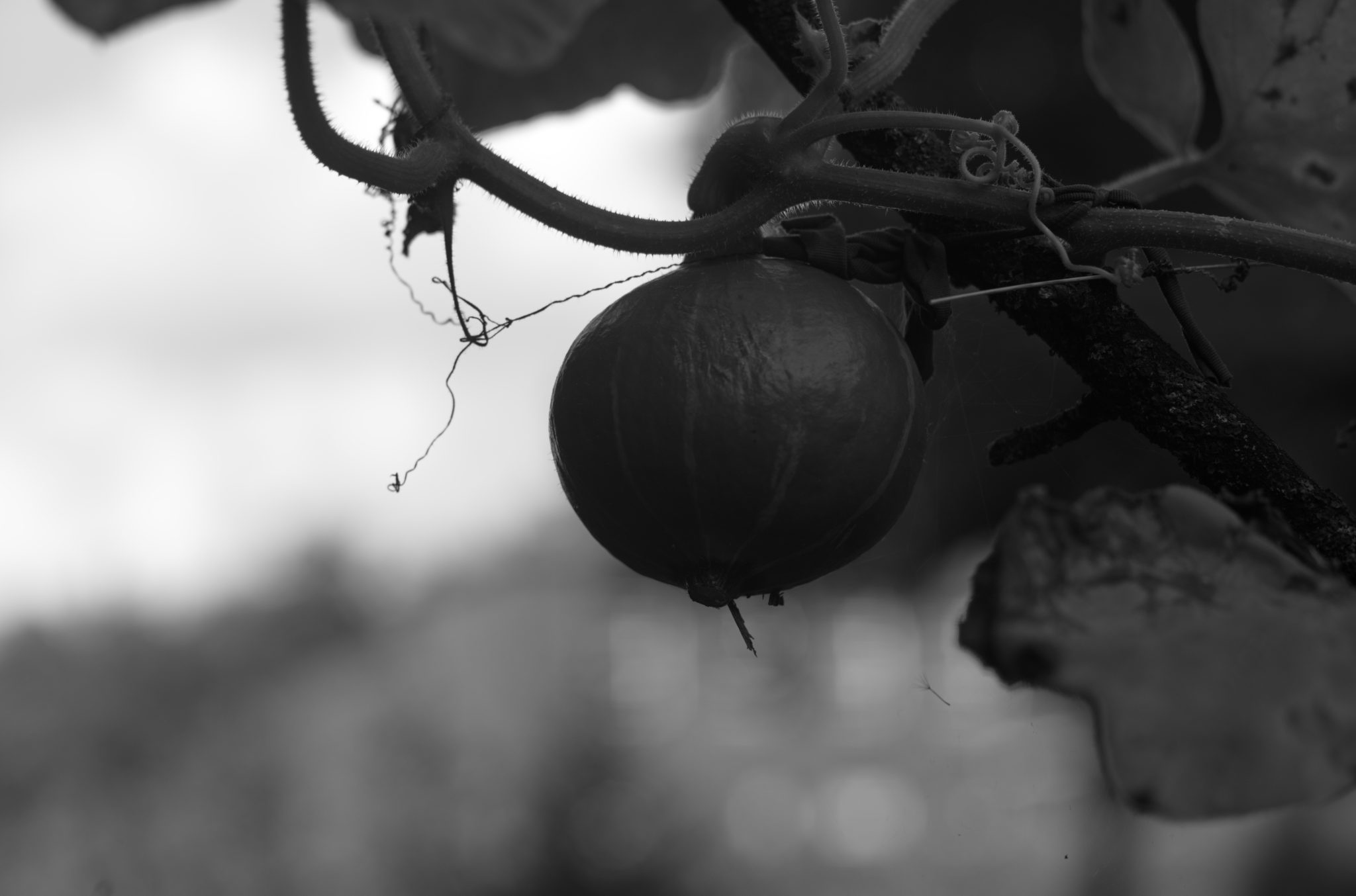 20210808 Gruen(t)raum Heimfeld 17