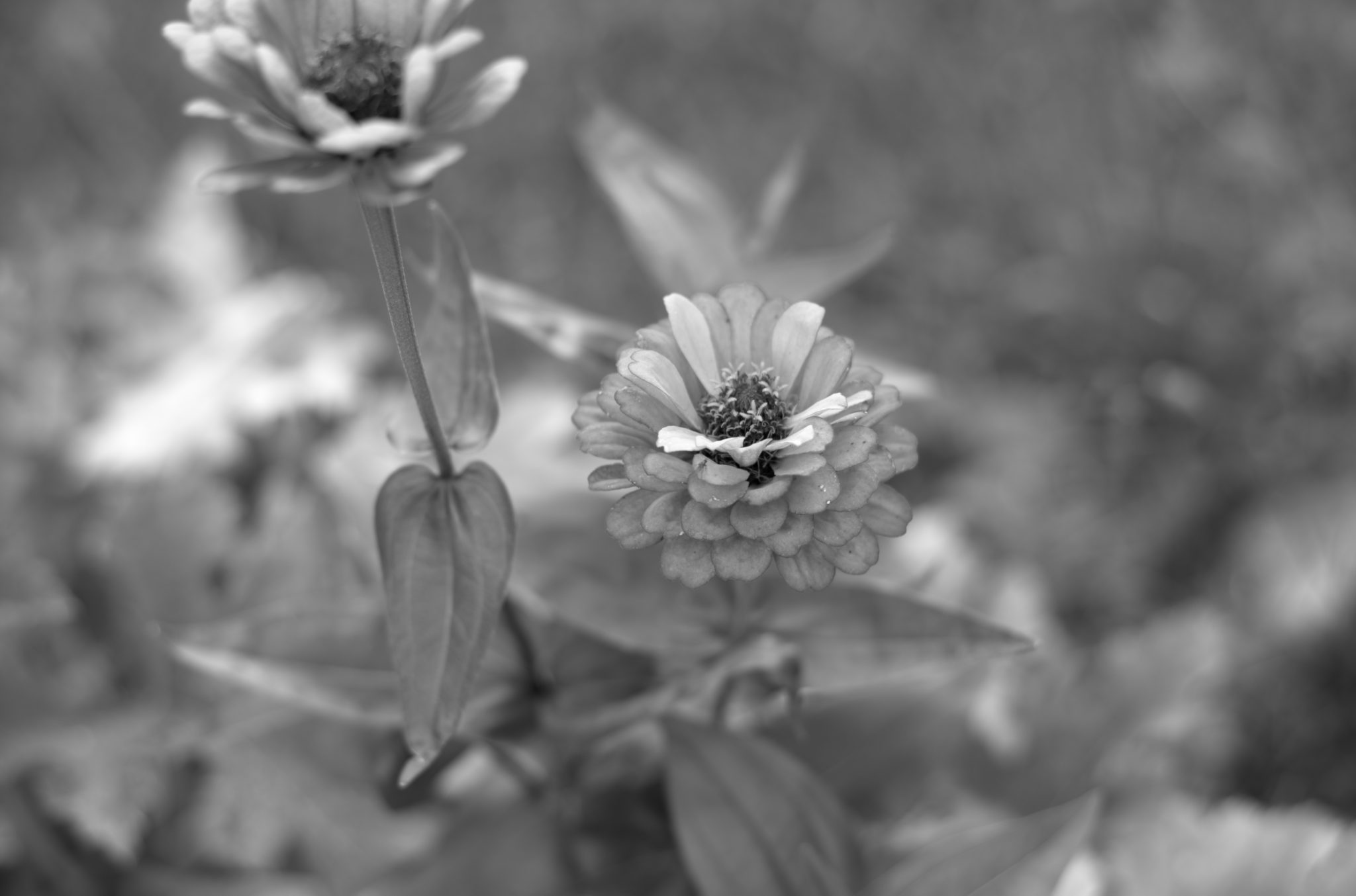 20210808 Gruen(t)raum Heimfeld 18