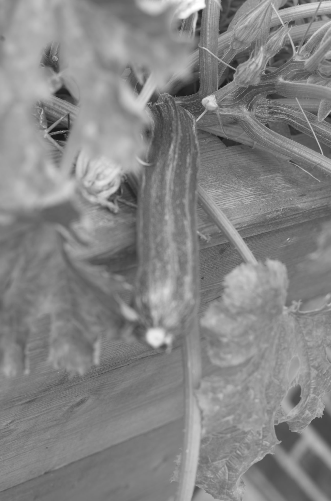 20210808 Gruen(t)raum Heimfeld 21