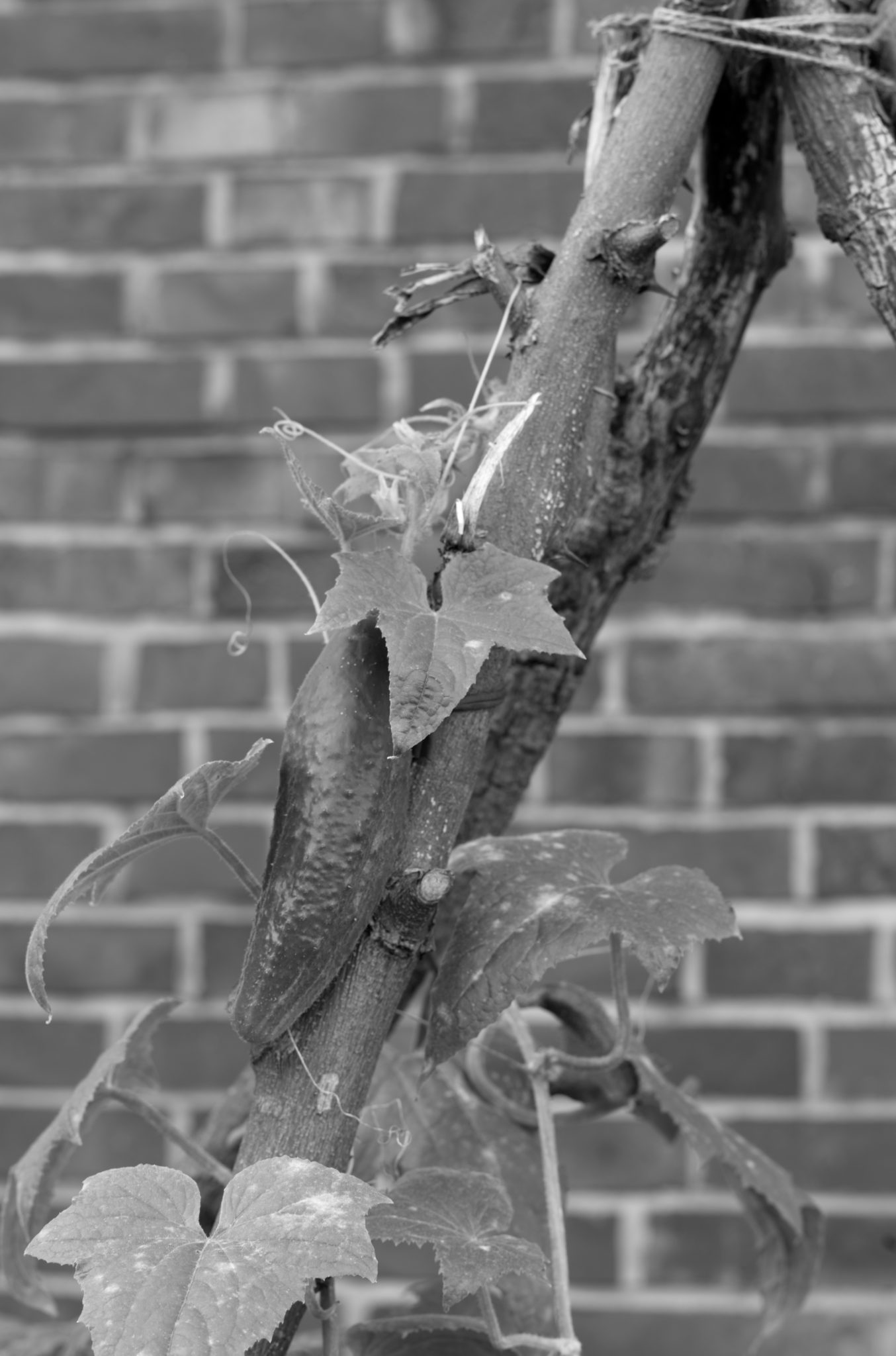 20210808 Gruen(t)raum Heimfeld 23