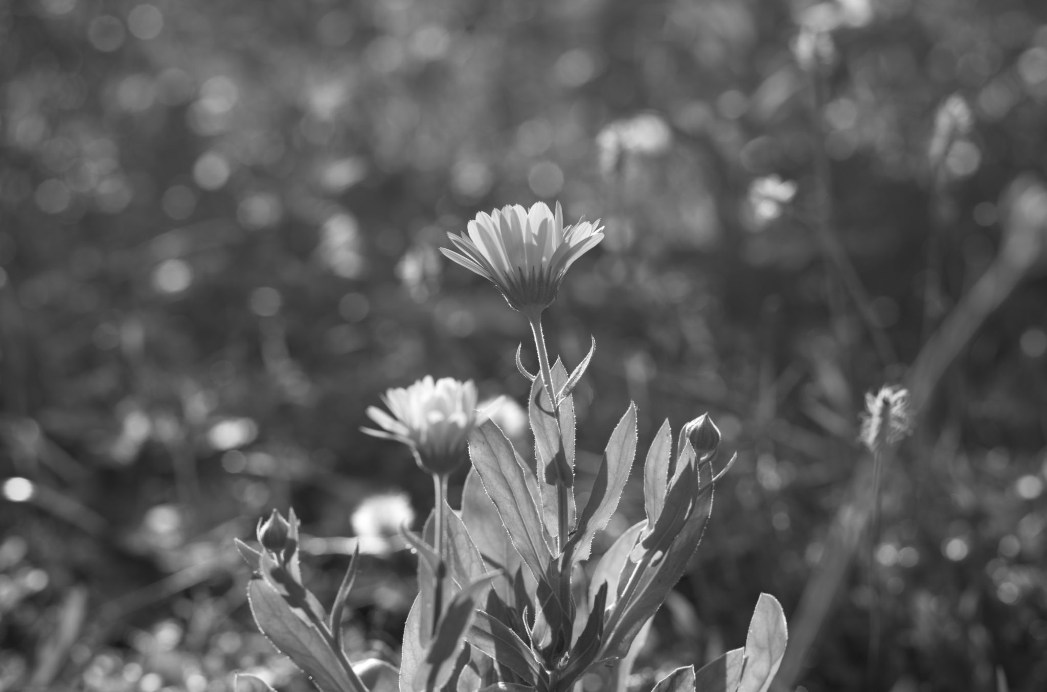 20210808 Gruen(t)raum Heimfeld 24