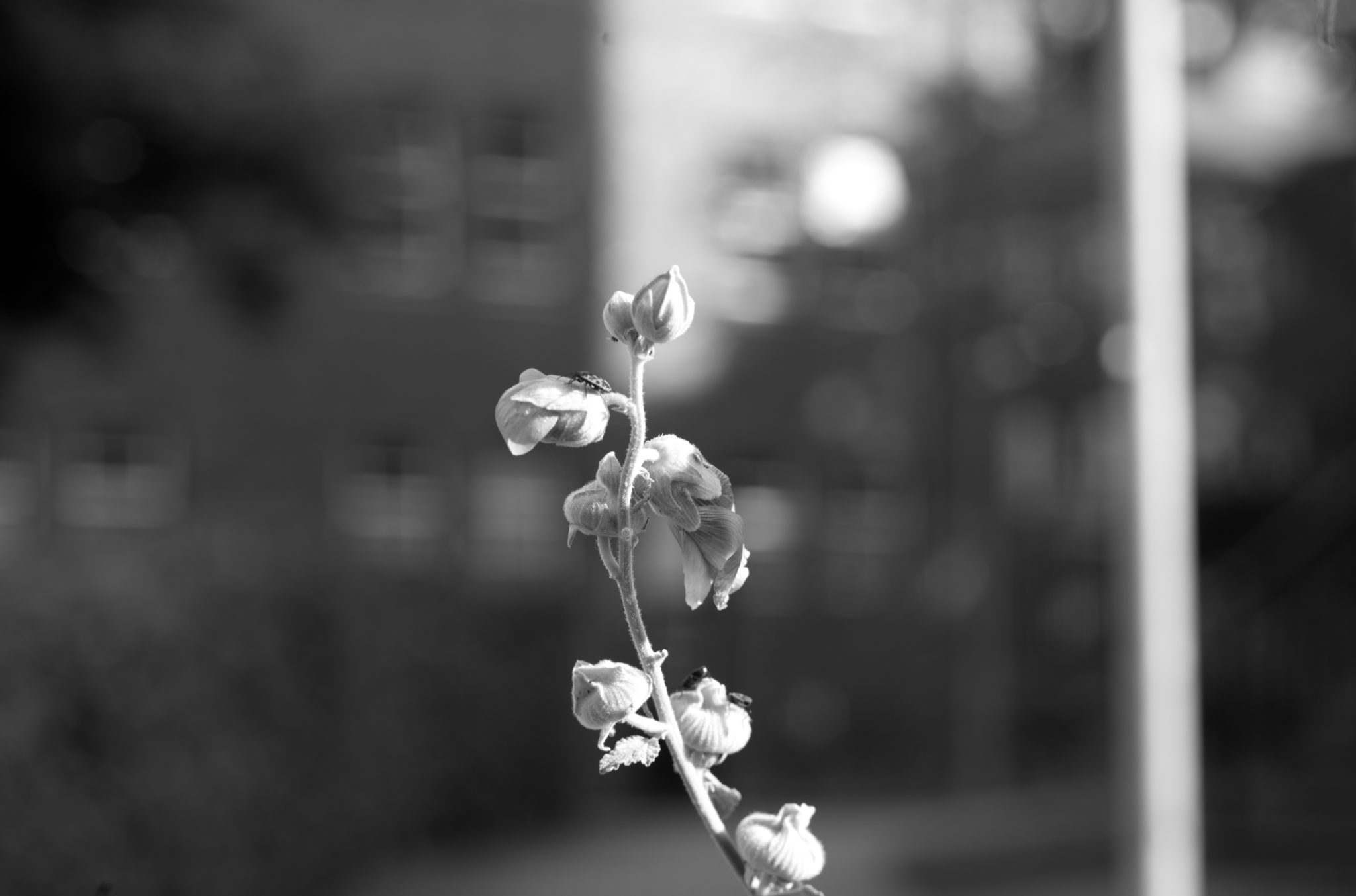 20210808 Gruen(t)raum Heimfeld 25