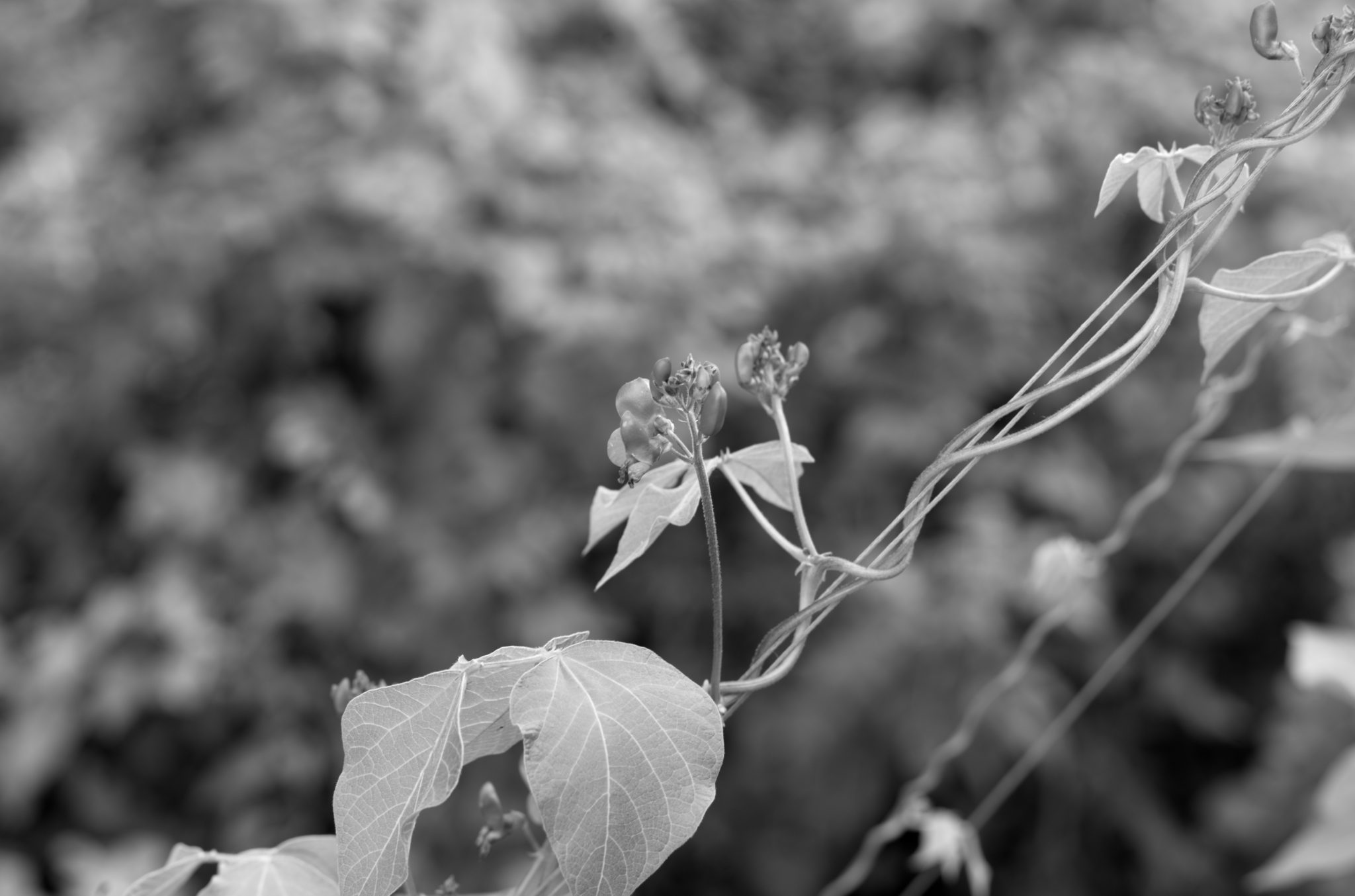 20210808 Gruen(t)raum Heimfeld 26