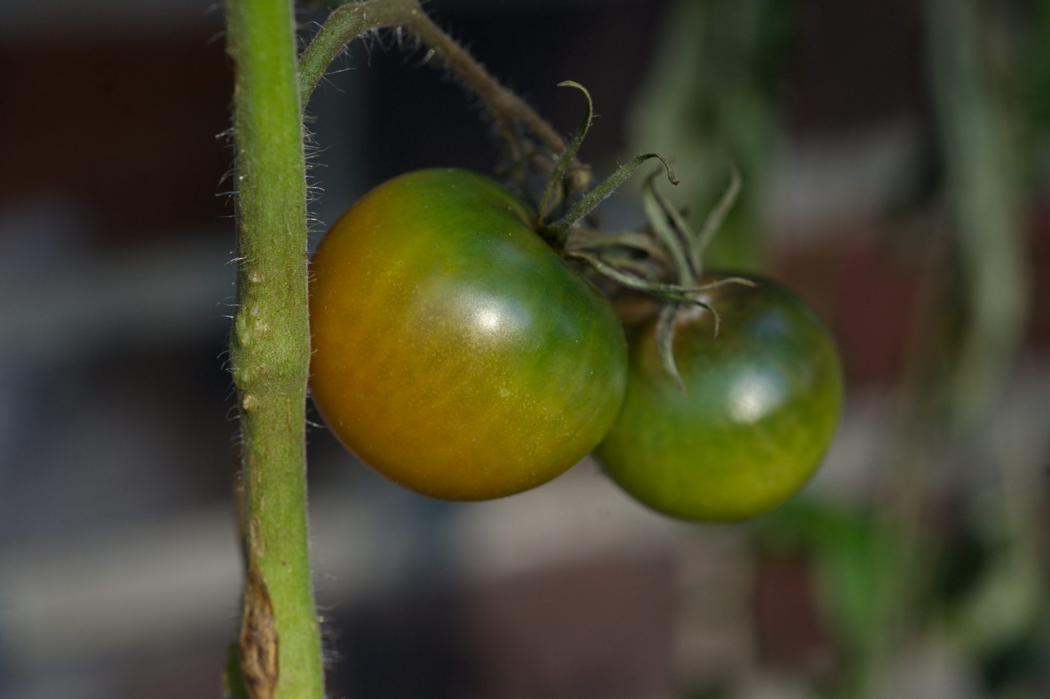 20219022 Gruen(t)raum Heimfeld 9525