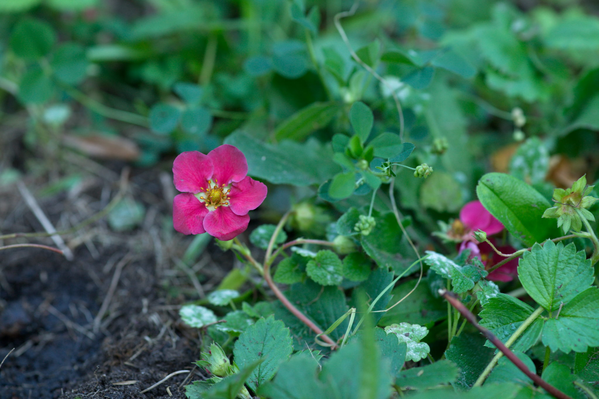 20219022 Gruen(t)raum Heimfeld 9532