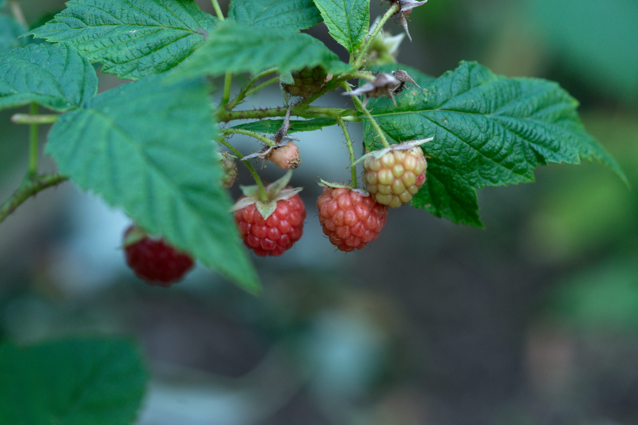 20219022 Gruen(t)raum Heimfeld 9534