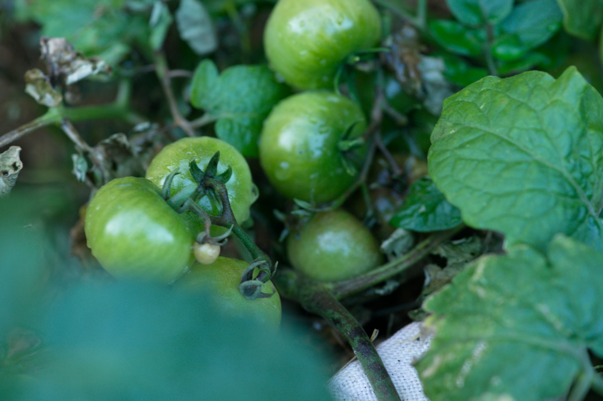 20219022 Gruen(t)raum Heimfeld 9545