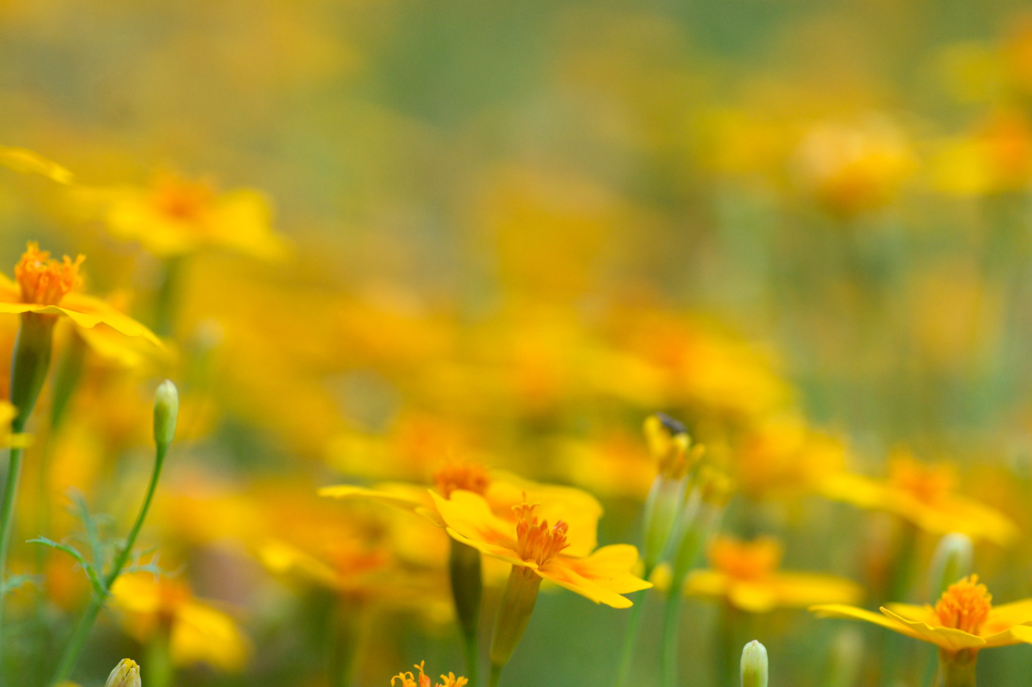 20219022 Gruen(t)raum Heimfeld 9550