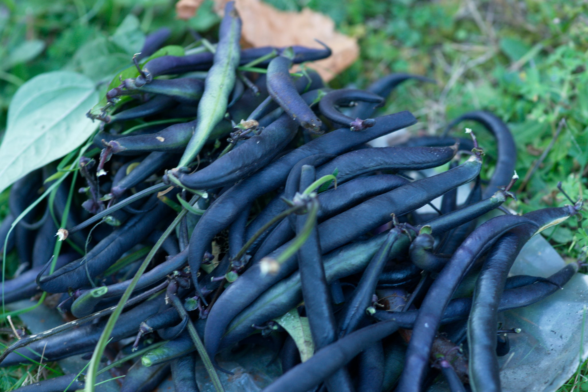 20219022 Gruen(t)raum Heimfeld 9551