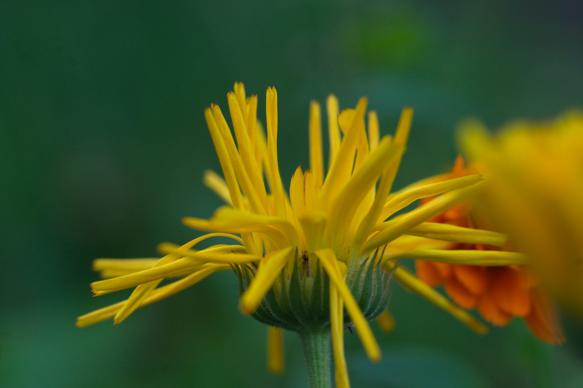 20219022 Gruen(t)raum Heimfeld 9559