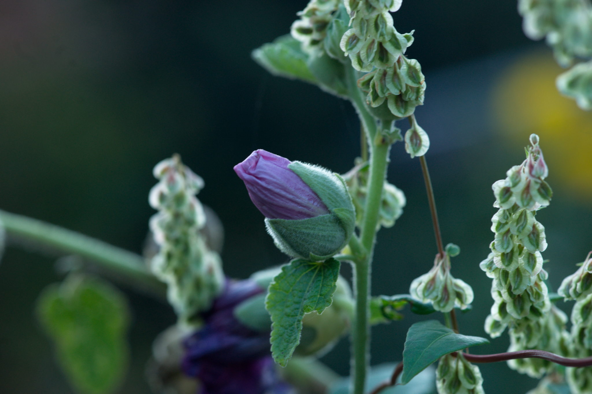 20219022 Gruen(t)raum Heimfeld 9561