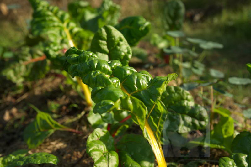 20200916 Gruen t raum 004