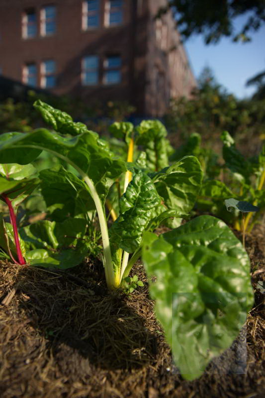 20200916 Gruen t raum 005