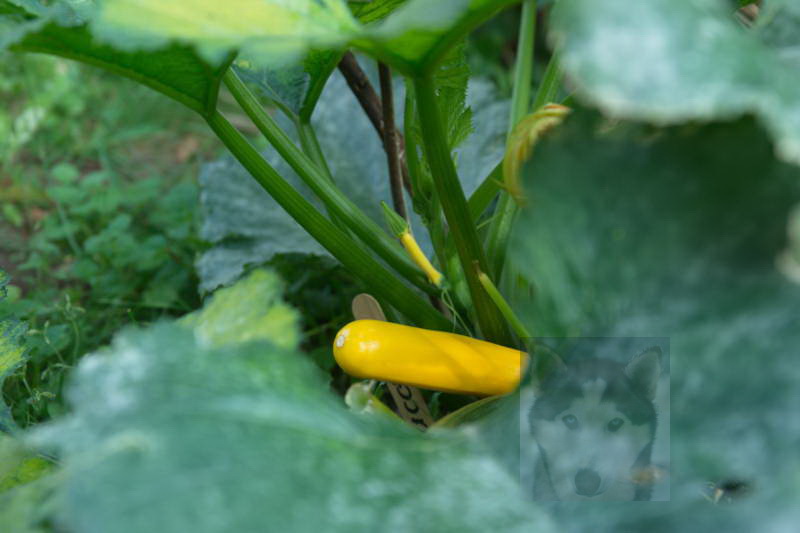 20200916 Gruen t raum 013