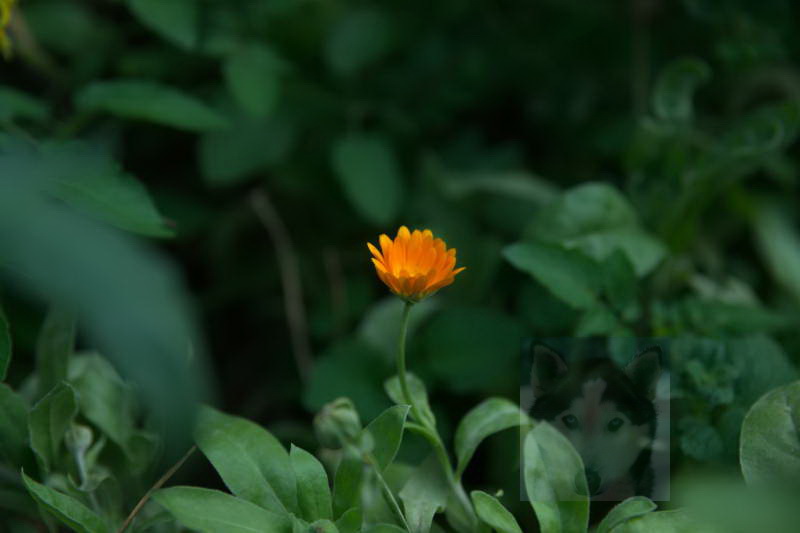 20200916 Gruen t raum 015