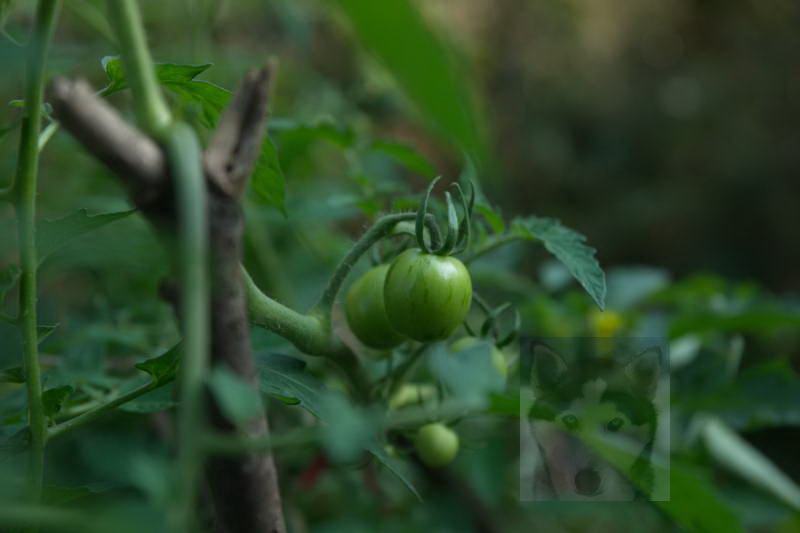 20200916 Gruen t raum 016