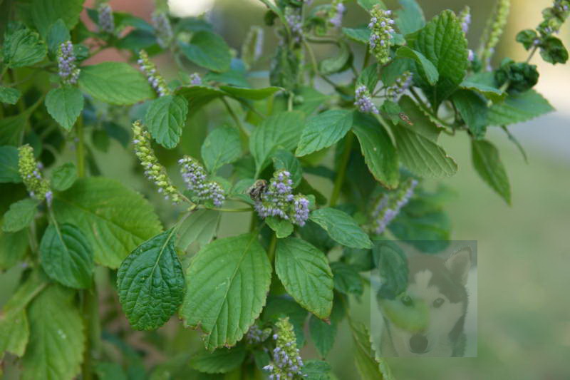 20200916 Gruen t raum 026