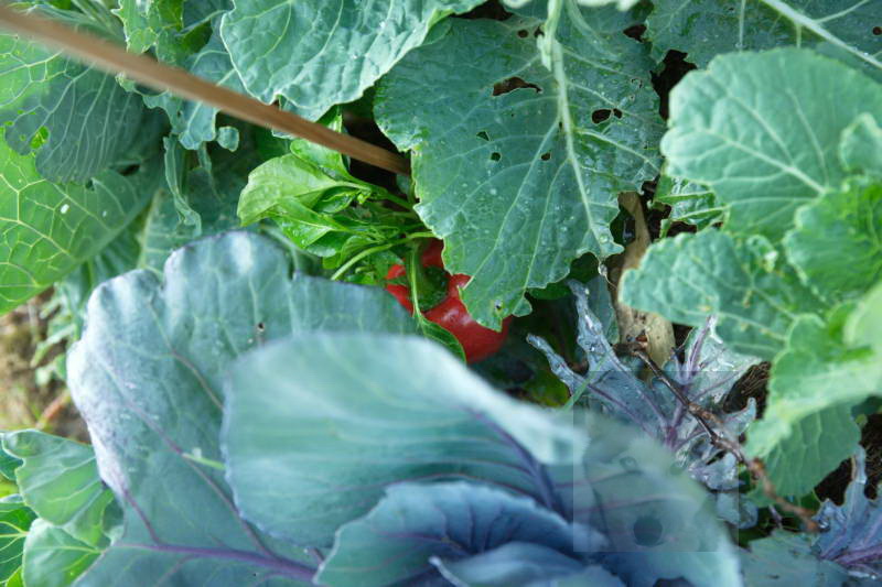 20200916 Gruen t raum 032