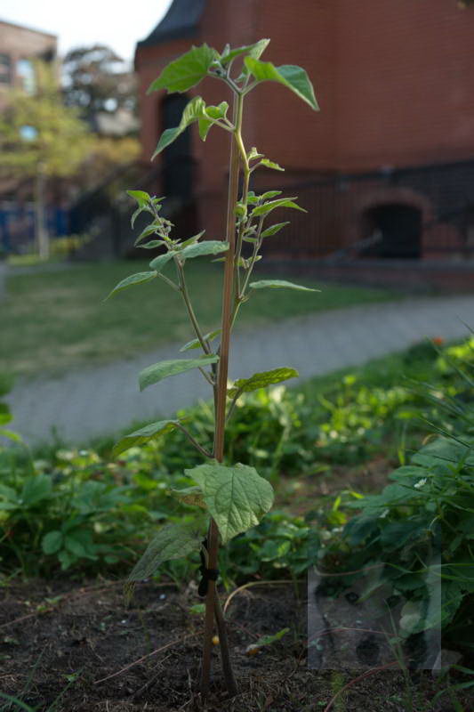 20200916 Gruen t raum 037