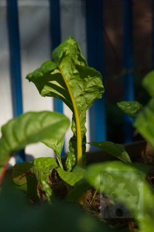 20200916 Gruen t raum 043