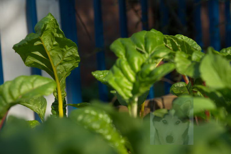 20200916 Gruen t raum 045