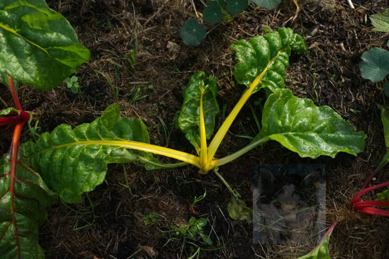 20200916 Gruen t raum 056