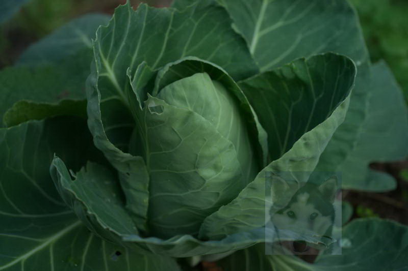 20200916 Gruen t raum 065