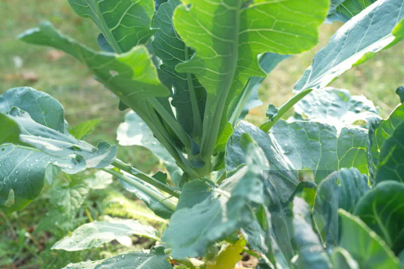 20200916 Gruen t raum 074