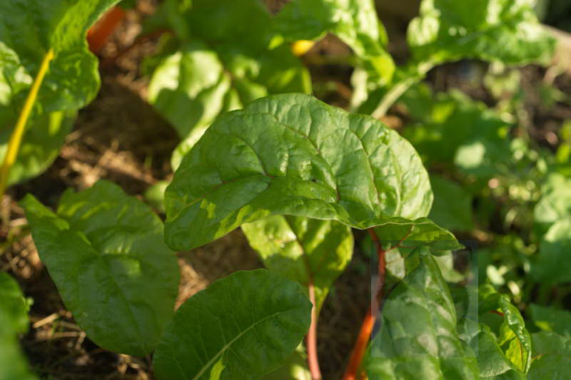 20200916 Gruen t raum 086