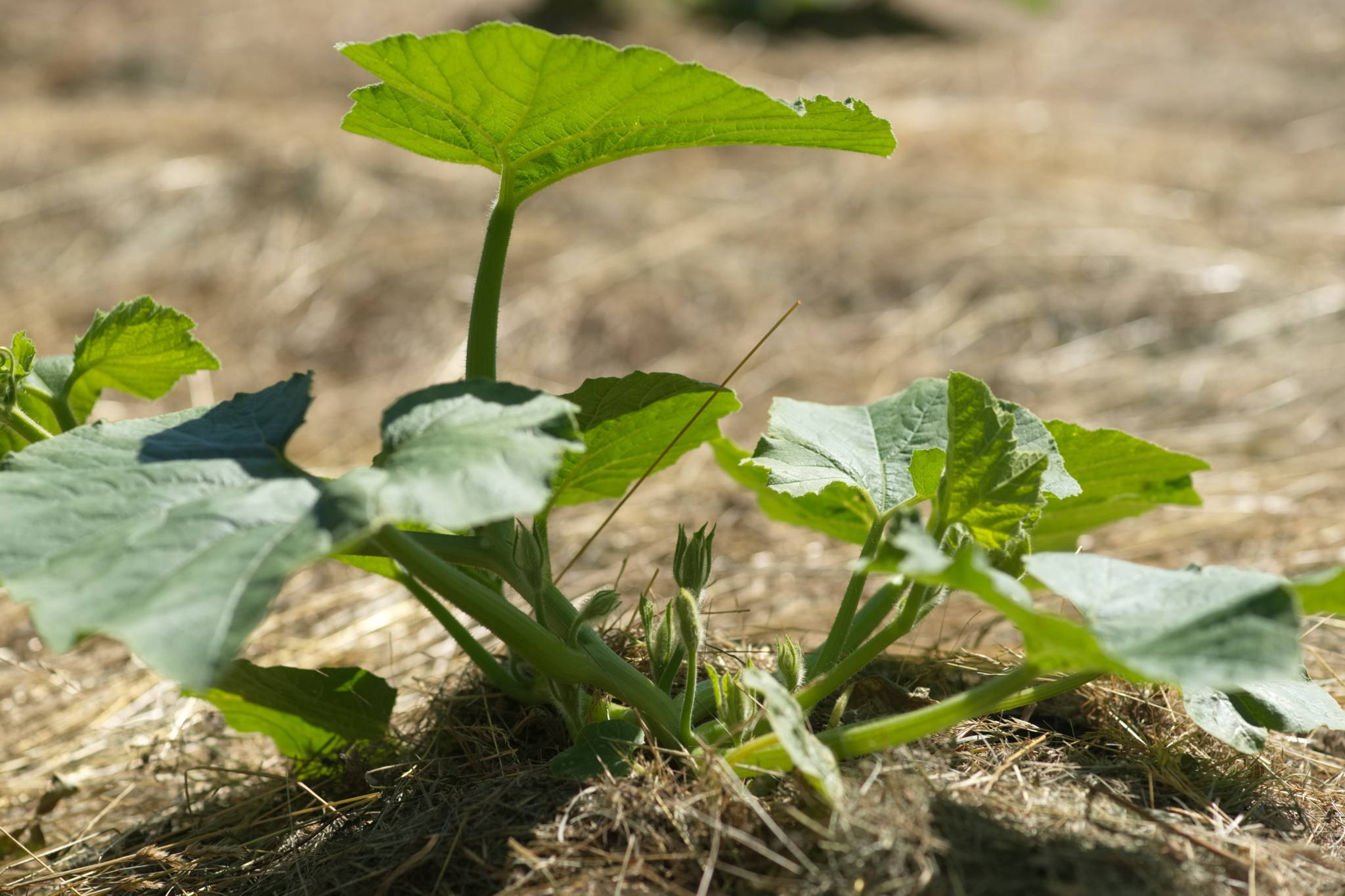 20230707 Urbane PK 005