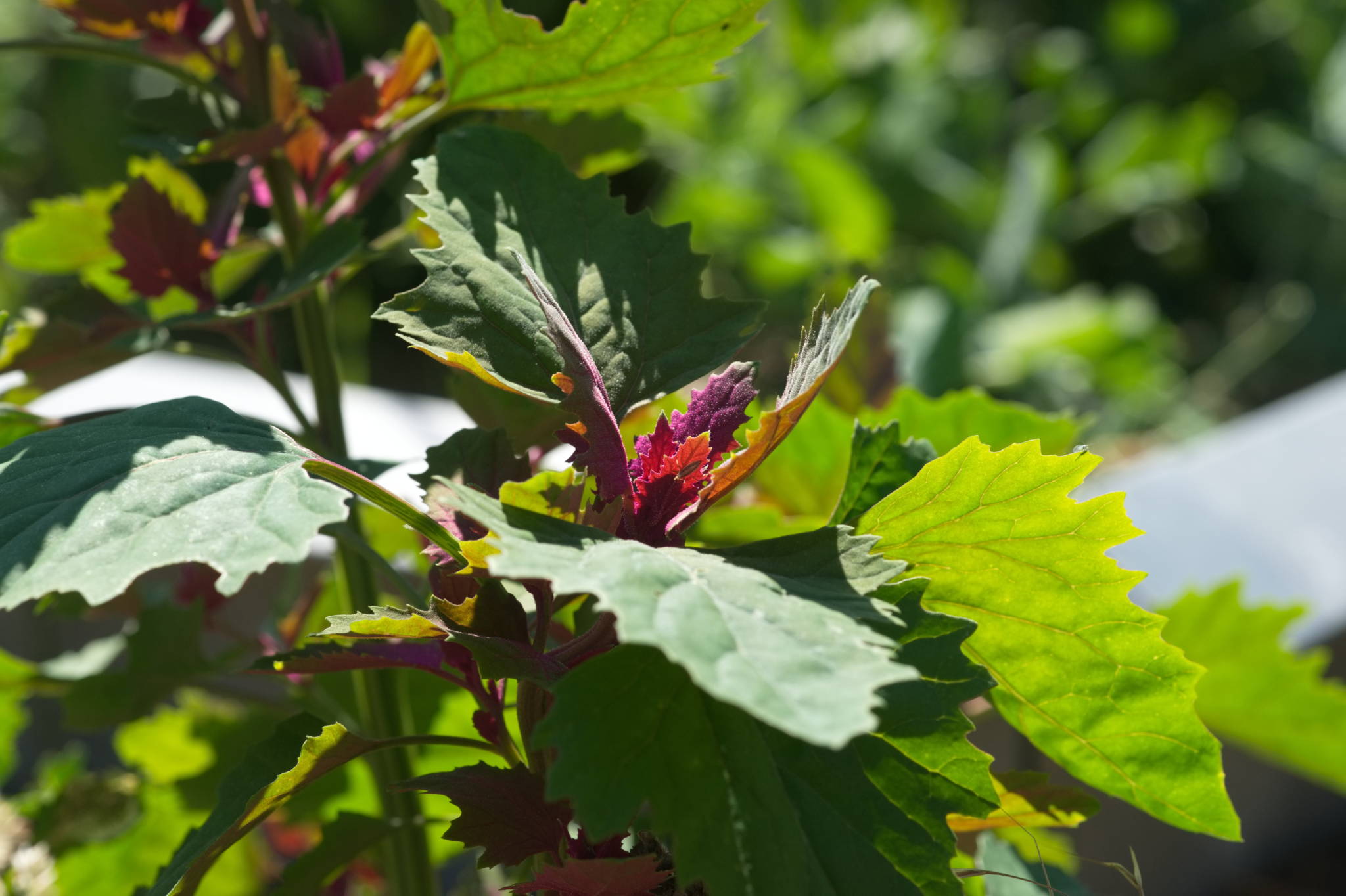 20230707 Urbane PK 007