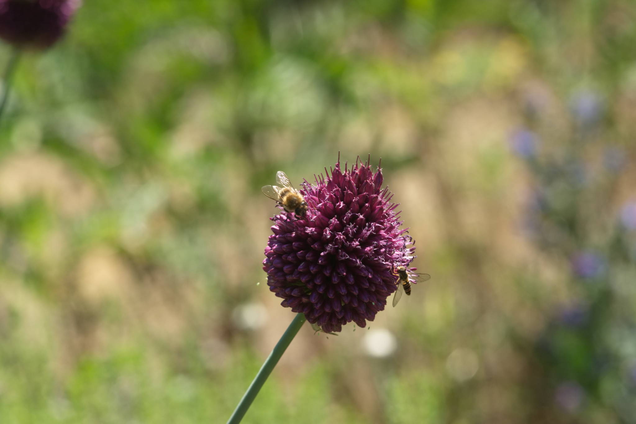 20230707 Urbane PK 010