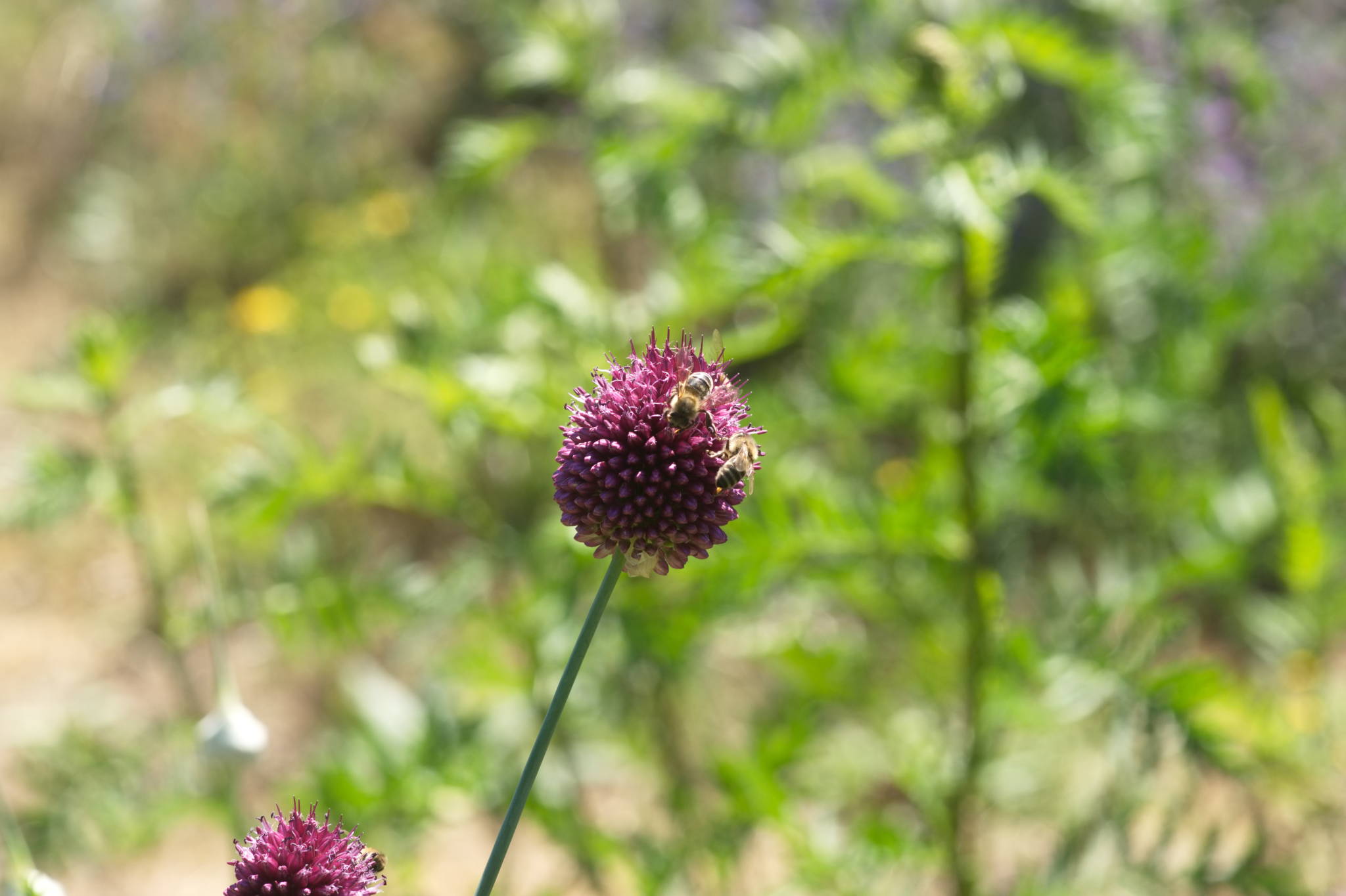 20230707 Urbane PK 011