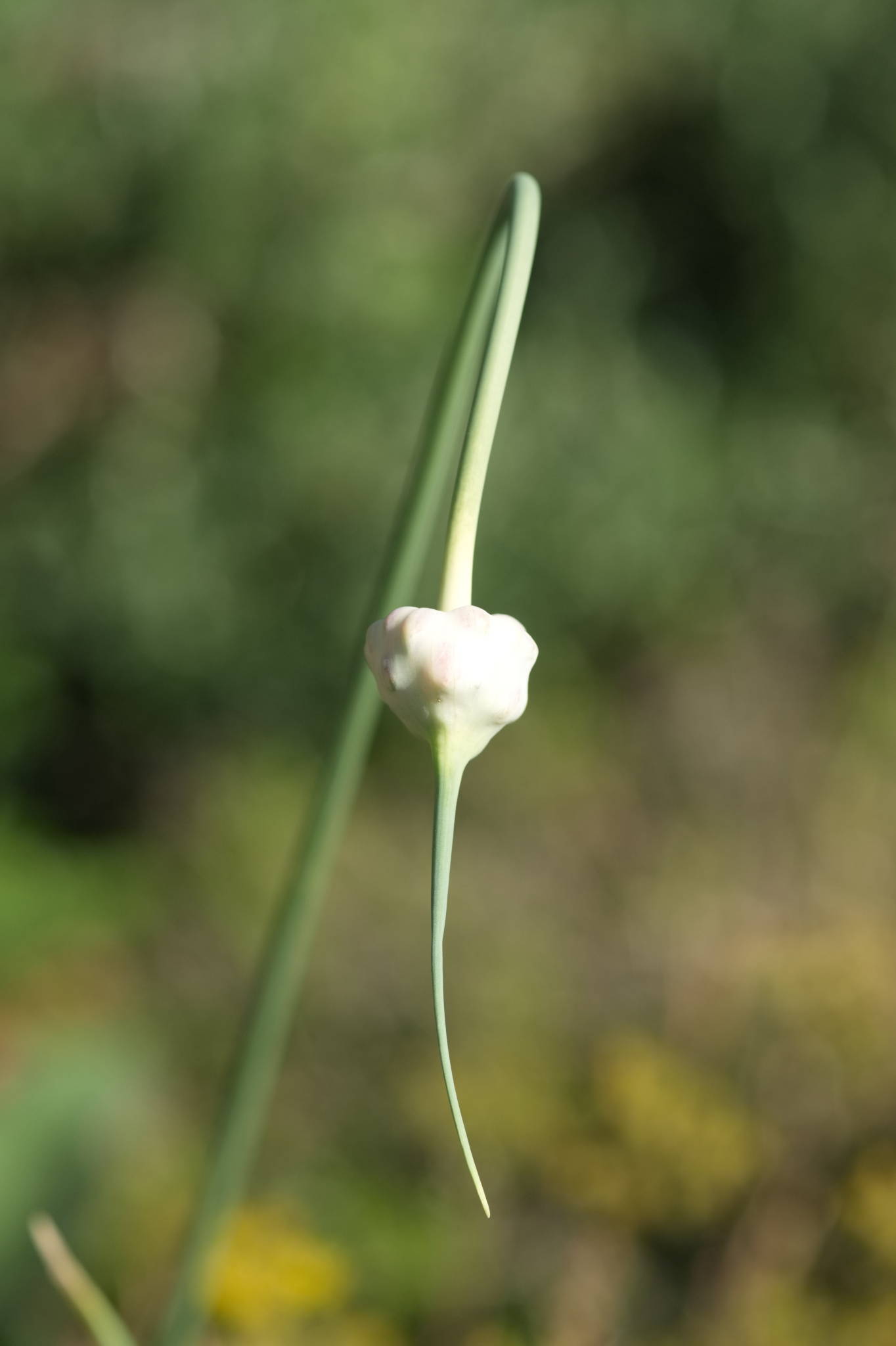 20230707 Urbane PK 013